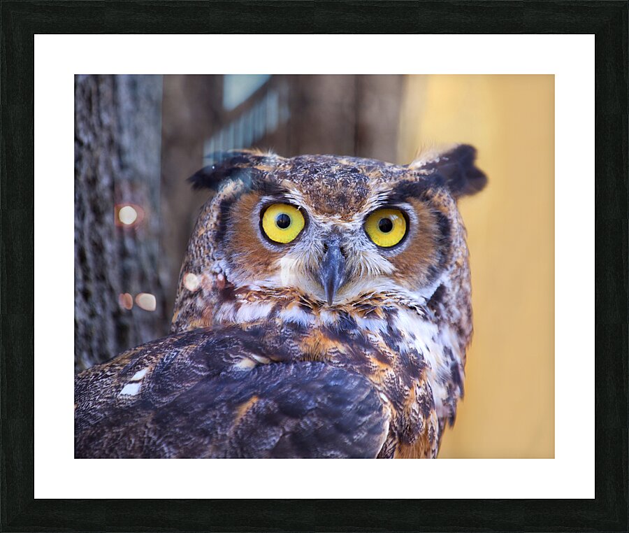 Birds  23 Picture Frame print