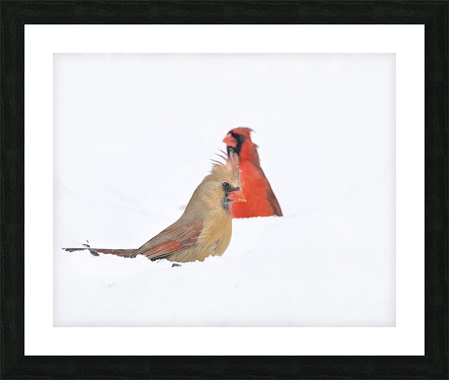 Birds  25 Picture Frame print