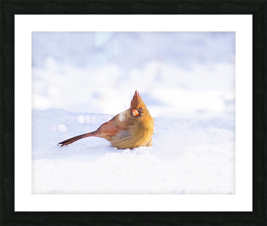 Birds  26 Picture Frame print