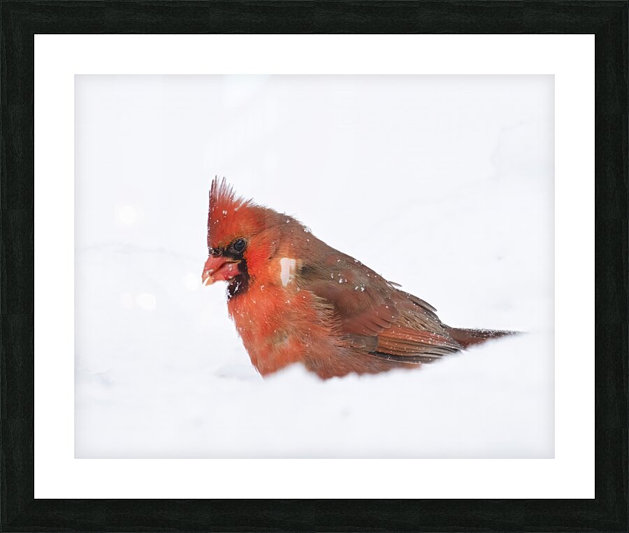 Birds  27 Picture Frame print