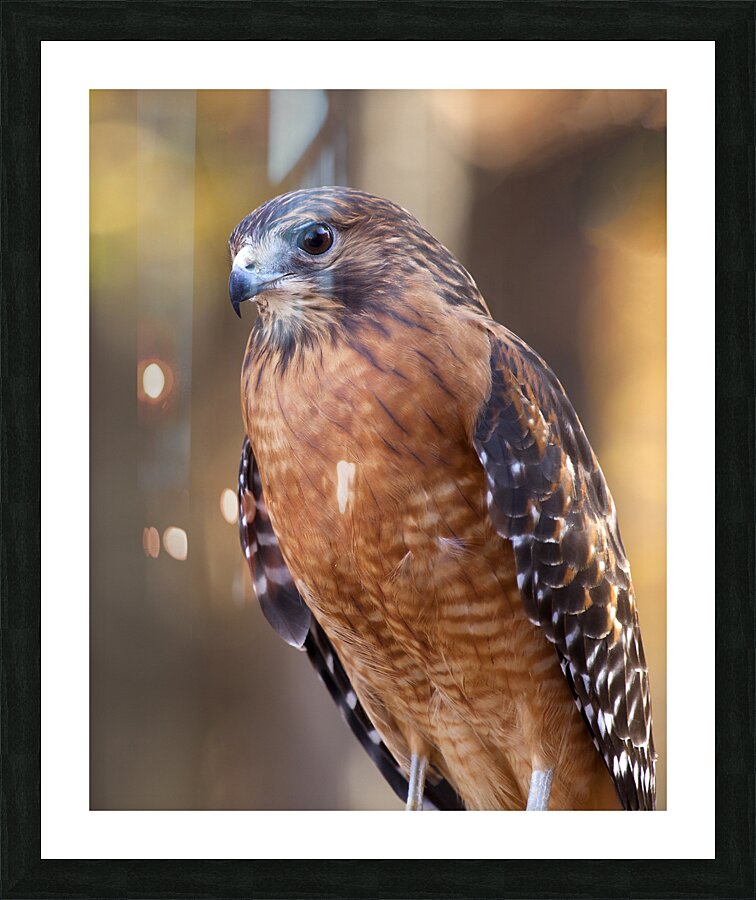 Birds  28 Picture Frame print