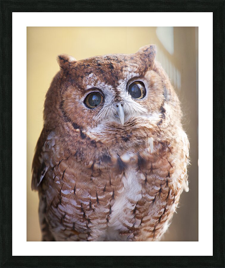 Birds  30 Picture Frame print