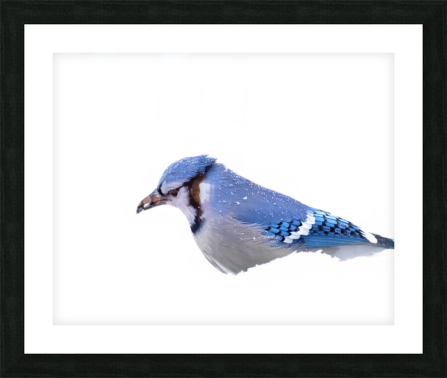 Birds  31 Picture Frame print