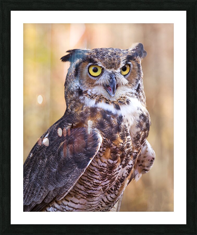 Birds  32 Picture Frame print