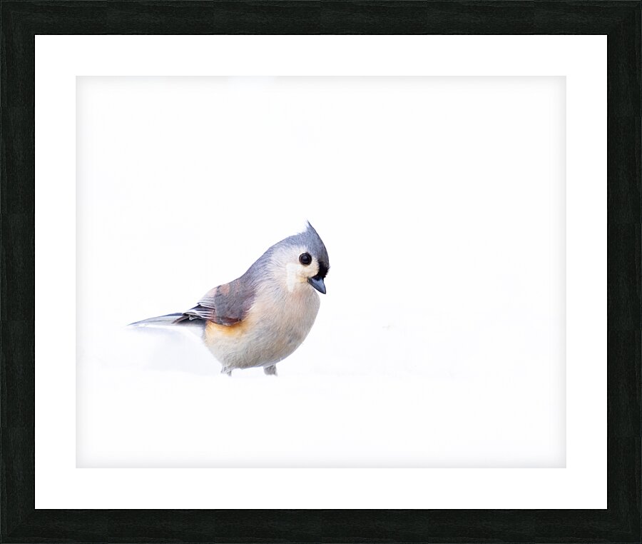 Birds  34 Picture Frame print