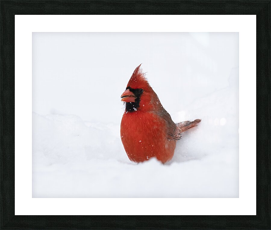 Birds  35 Picture Frame print