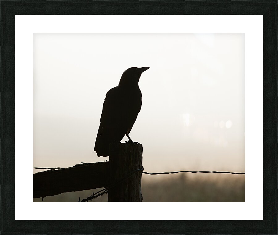Birds  36 Picture Frame print