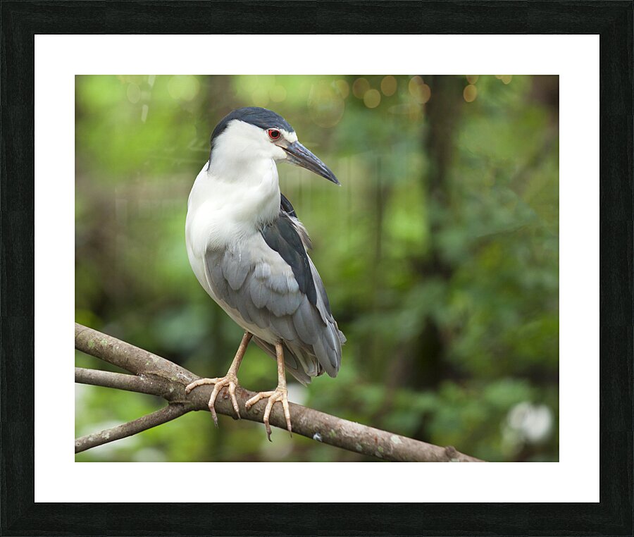 Birds  37 Picture Frame print