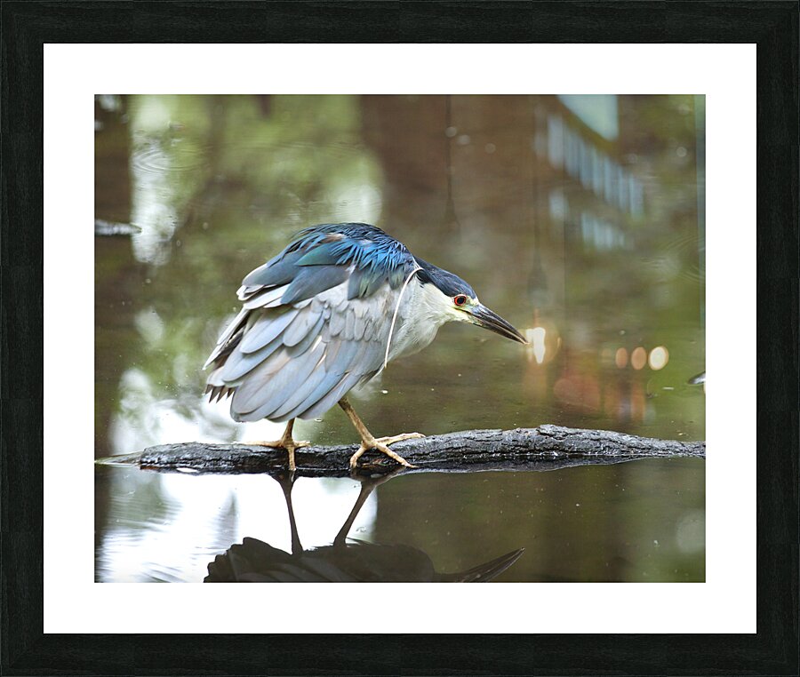Birds  39 Picture Frame print