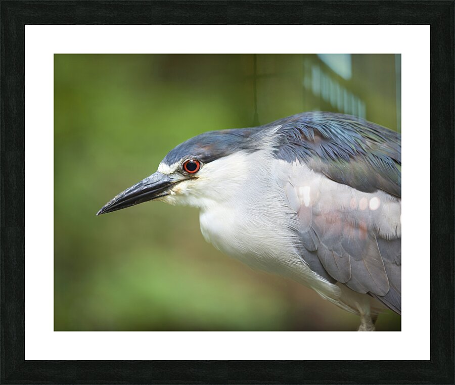 Birds  38 Picture Frame print