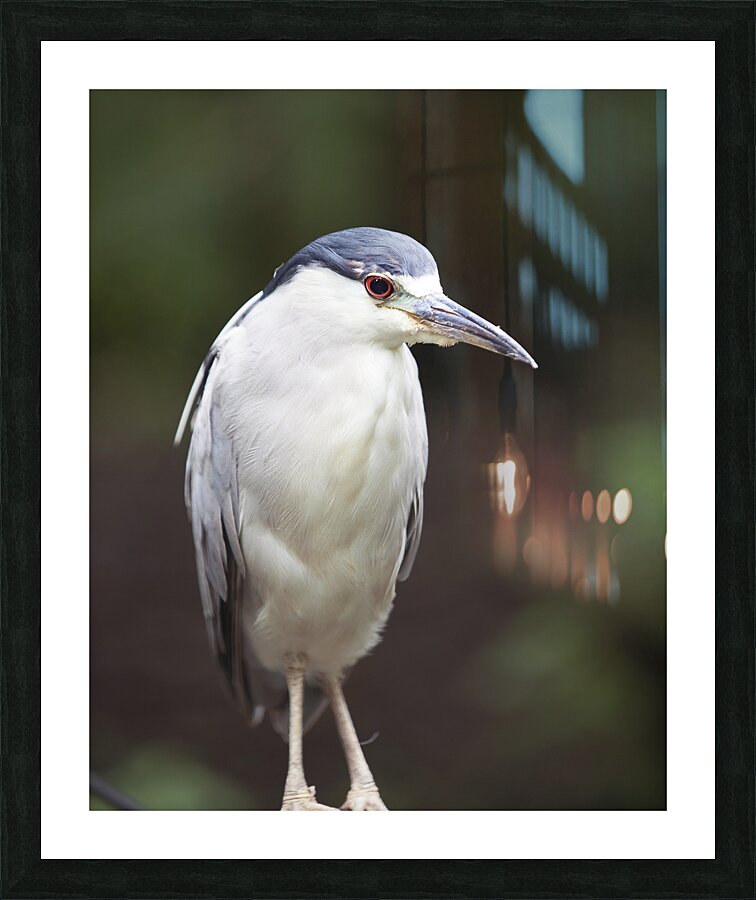 Birds  41 Picture Frame print