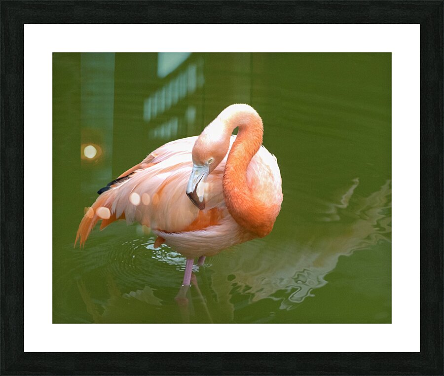 Birds  42 Picture Frame print