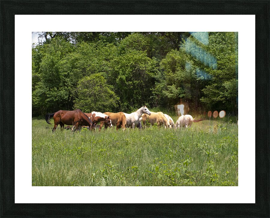 AnimalsInsects 1 Picture Frame print