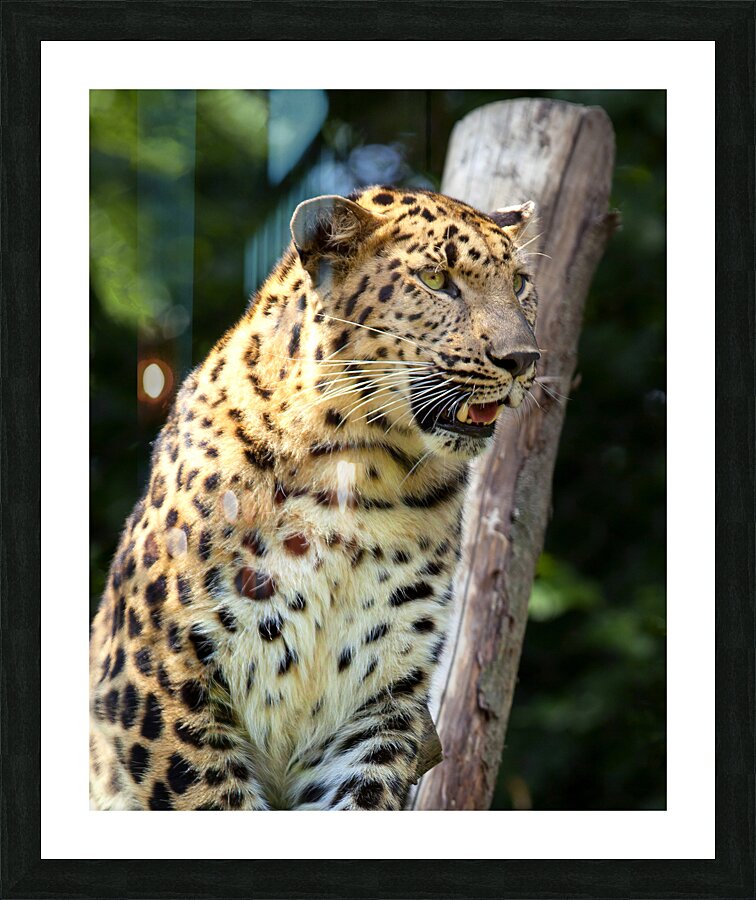AnimalsInsects 2 Picture Frame print