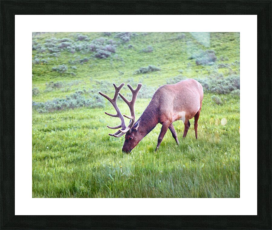 AnimalsInsects 3 Picture Frame print
