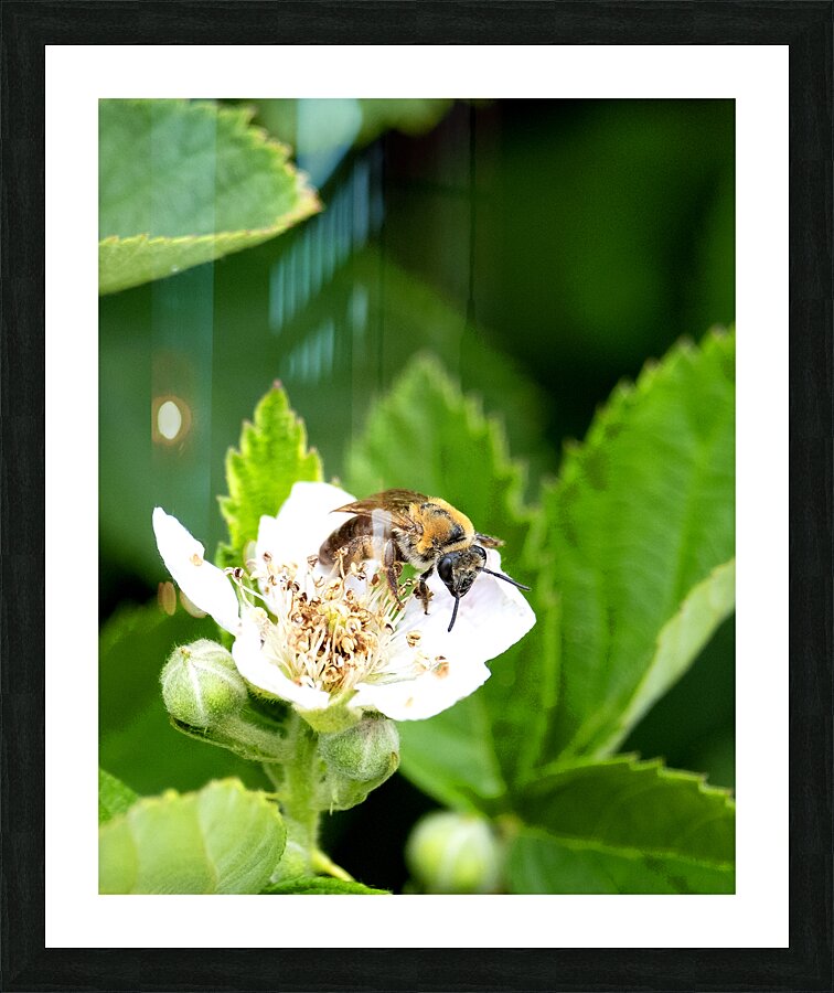 AnimalsInsects 4 Picture Frame print