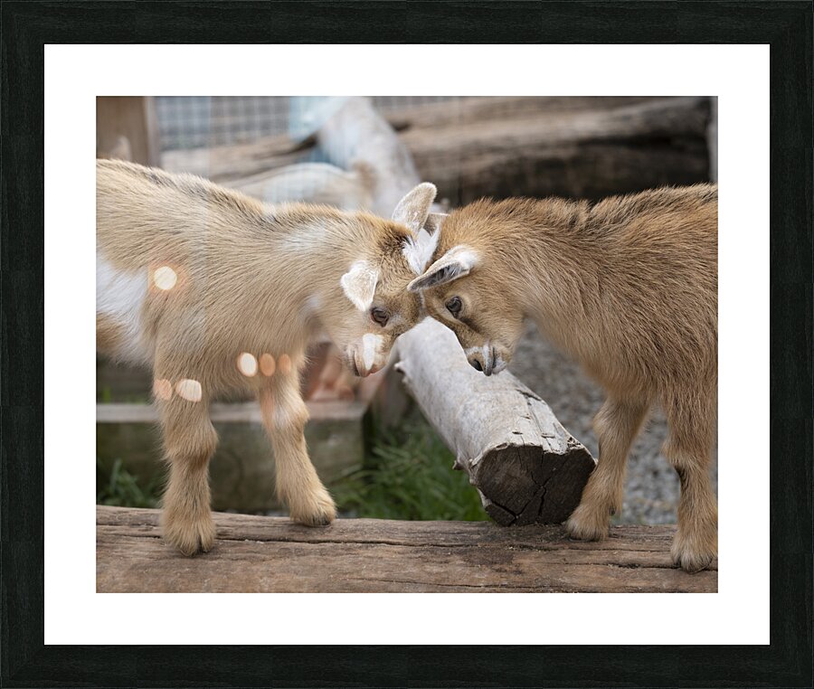 AnimalsInsects 5 Picture Frame print