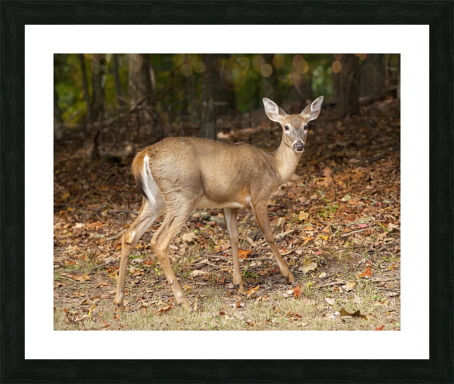 AnimalsInsects 6 Picture Frame print