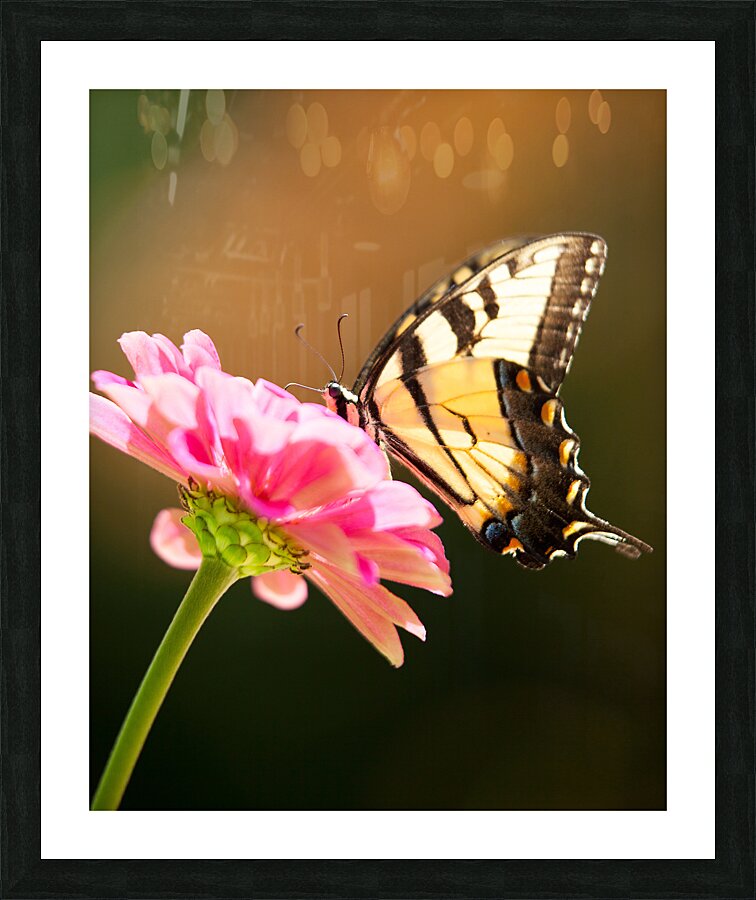 AnimalsInsects 7 Picture Frame print