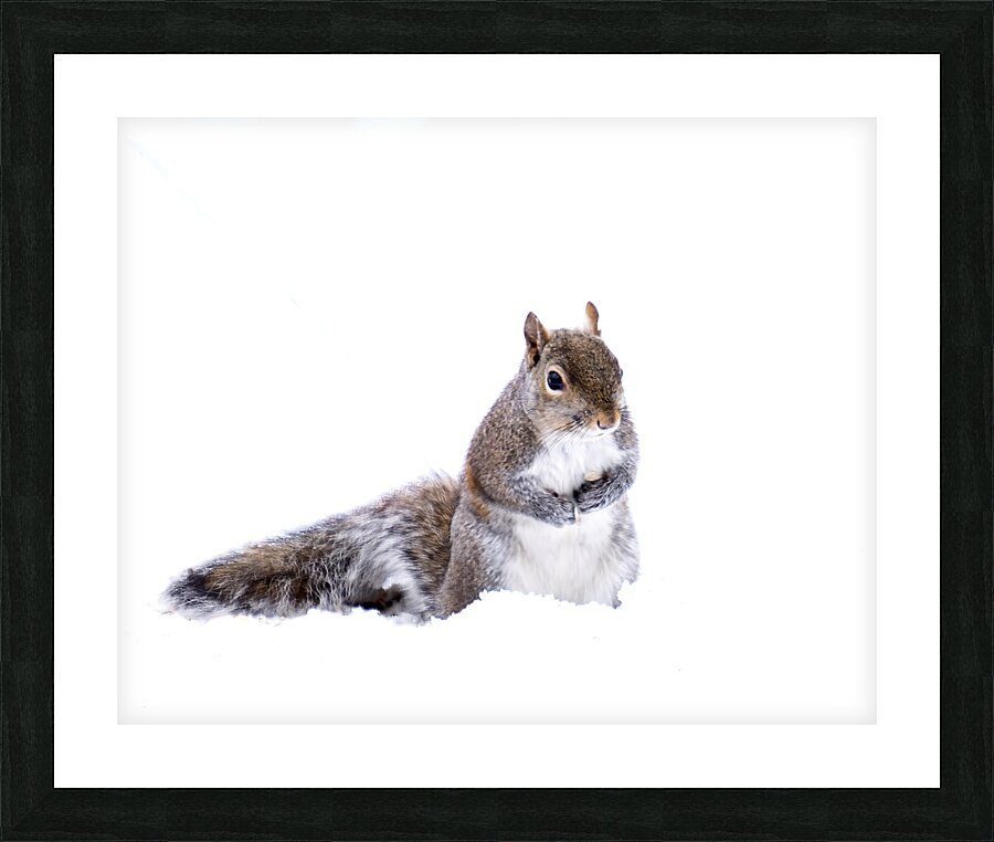 AnimalsInsects 8 Picture Frame print
