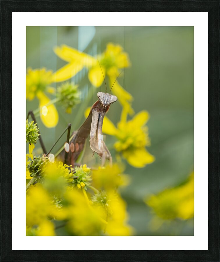 AnimalsInsects 9 Picture Frame print