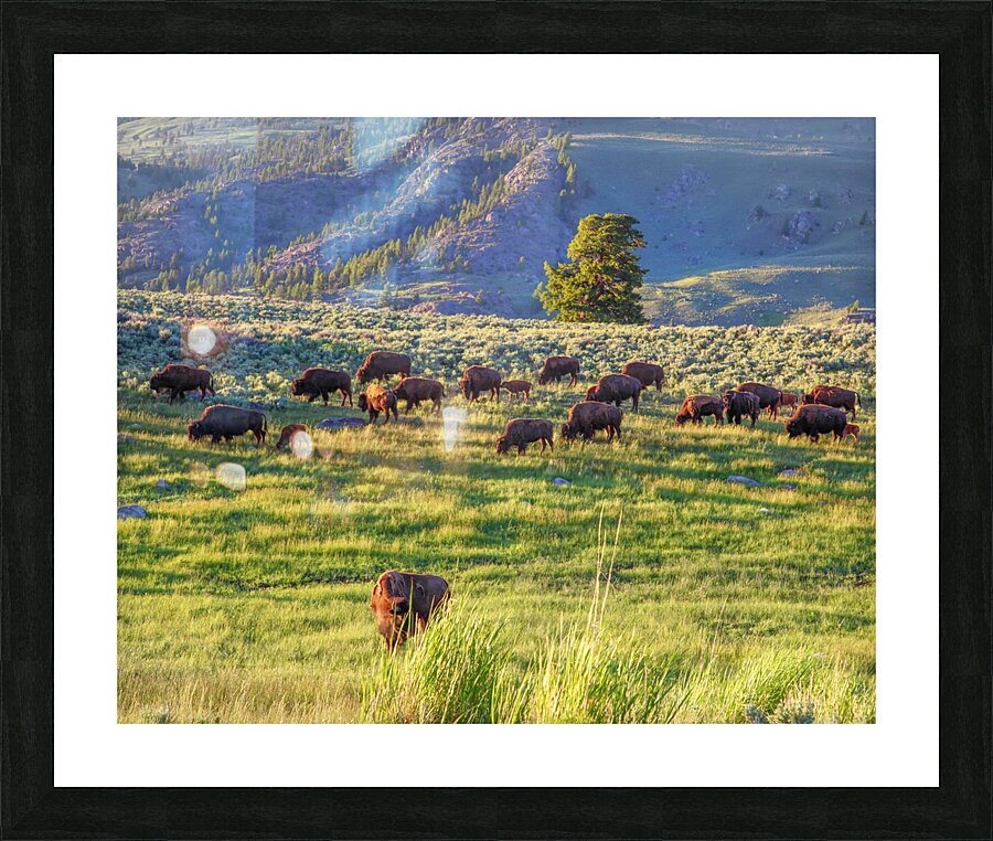 AnimalsInsects 10 Picture Frame print
