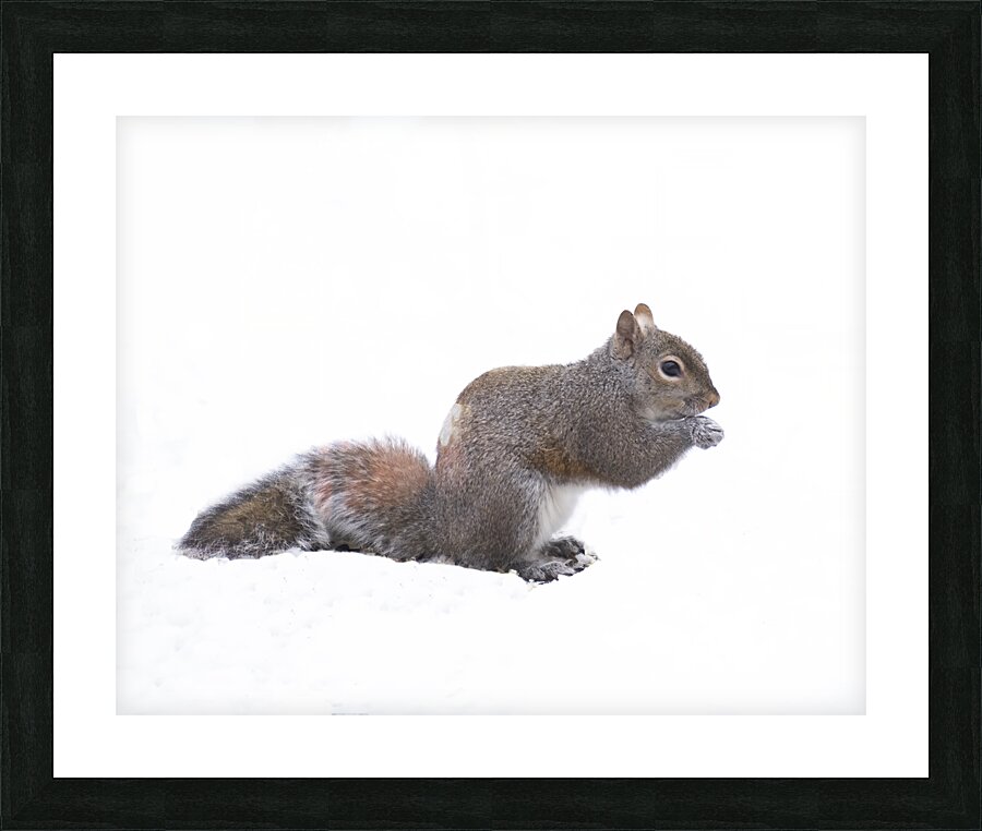 AnimalsInsects 11 Picture Frame print