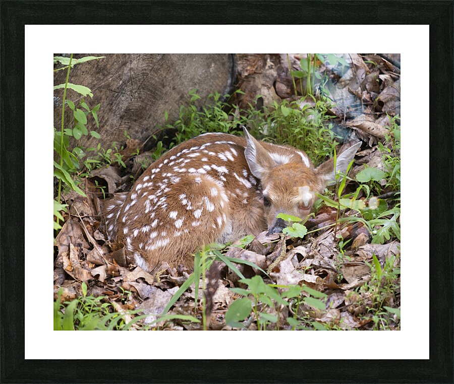 AnimalsInsects 12 Picture Frame print