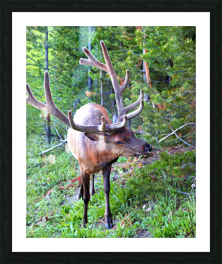 AnimalsInsects 13 Picture Frame print