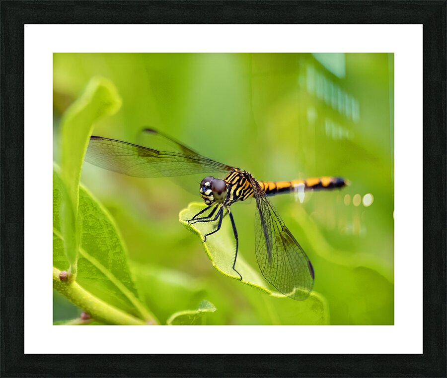 AnimalsInsects 14 Picture Frame print