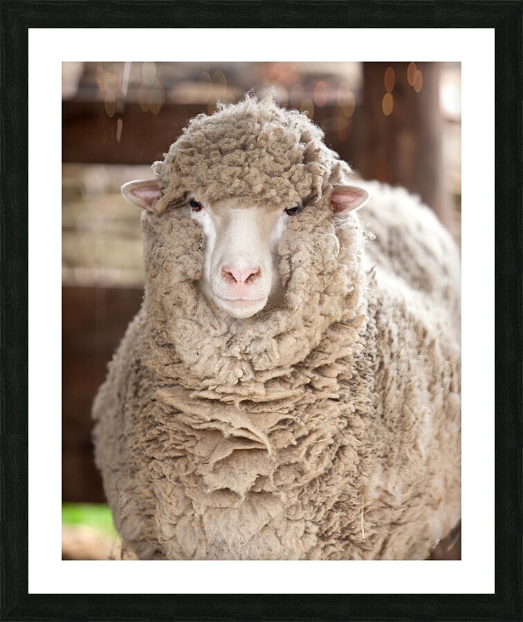 AnimalsInsects 15 Picture Frame print