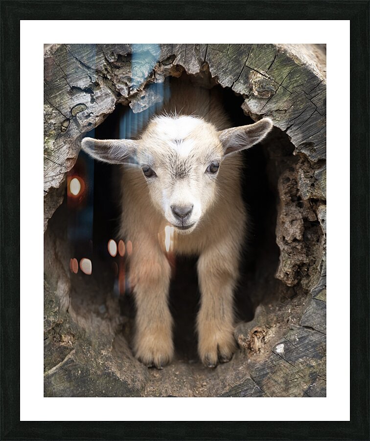 AnimalsInsects 16 Picture Frame print