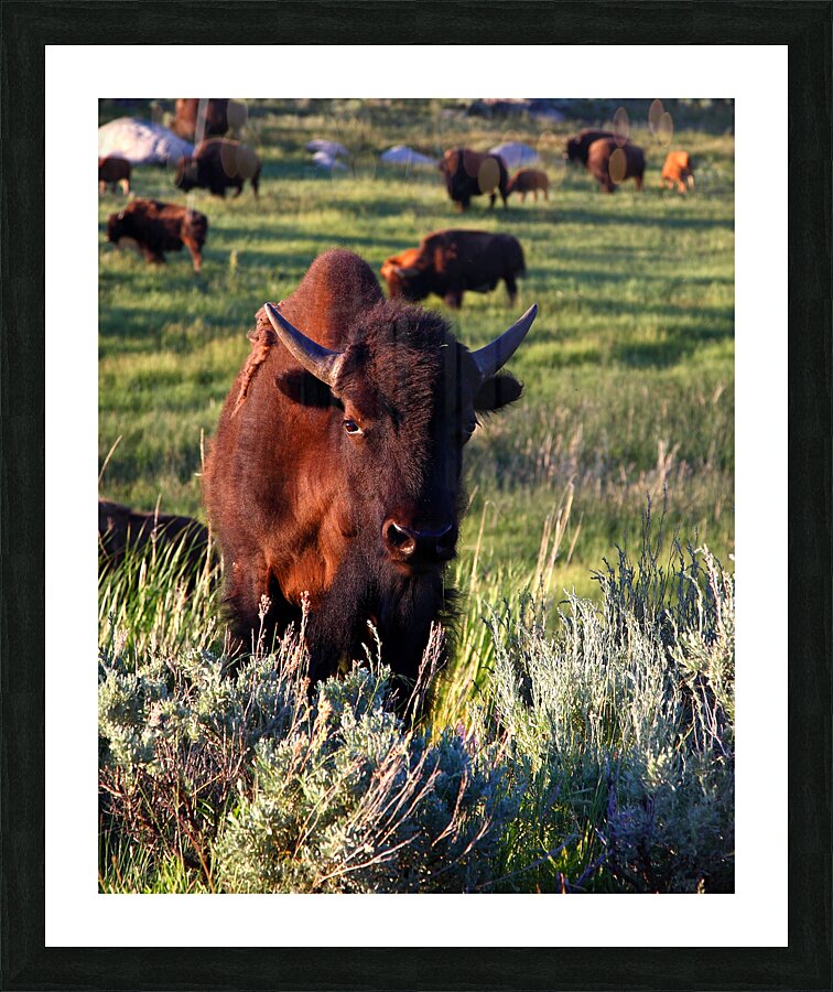 AnimalsInsects 17 Picture Frame print