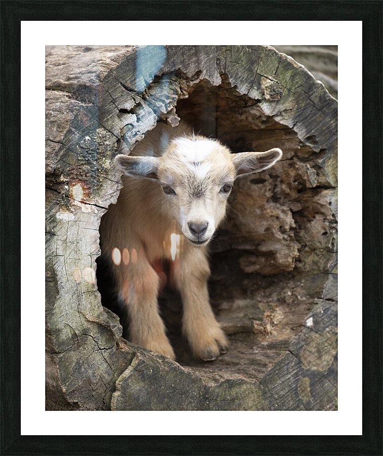 AnimalsInsects 18 Picture Frame print
