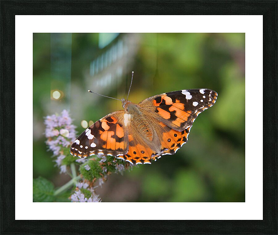 AnimalsInsects 20 Picture Frame print
