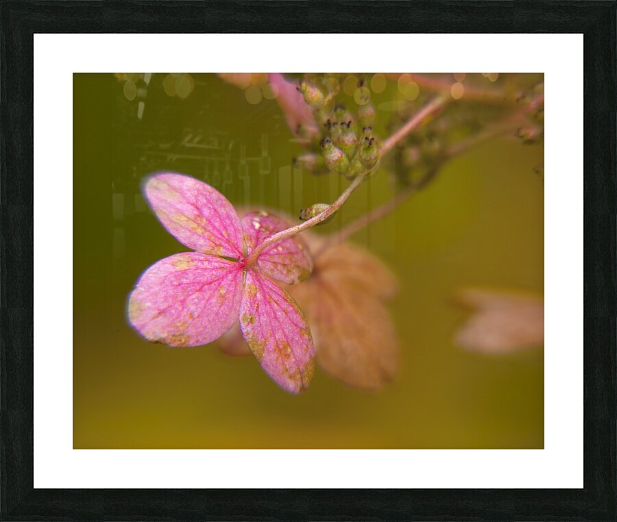 Abstract 59 Picture Frame print