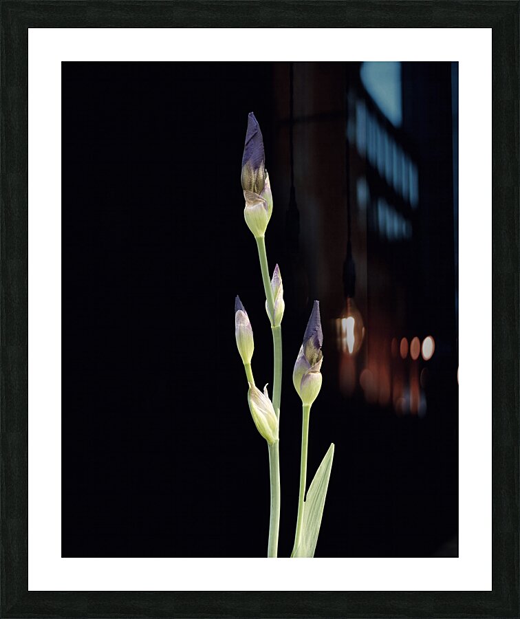 FlowersPlants 4 Picture Frame print