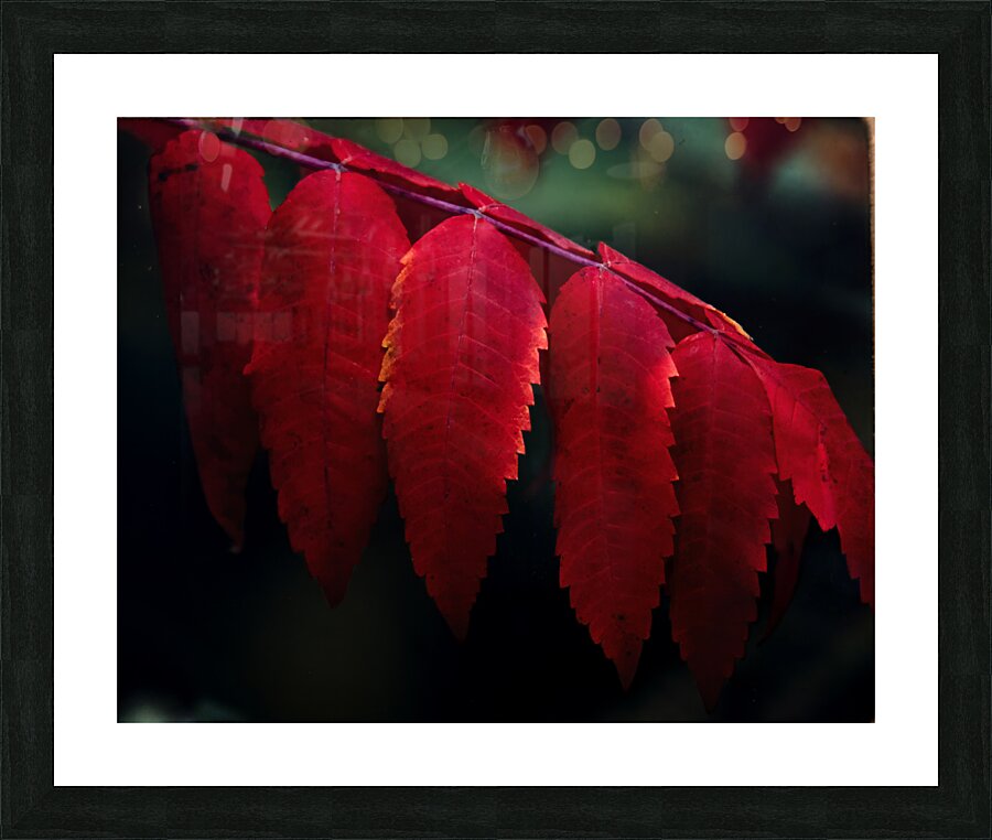 FlowersPlants 5 Picture Frame print