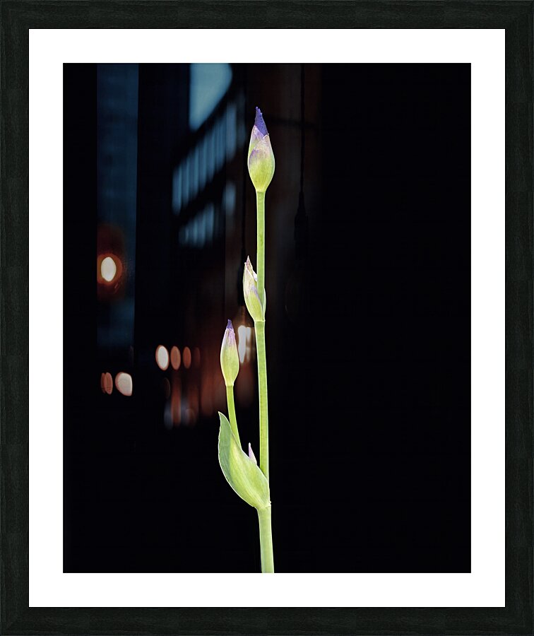 FlowersPlants 6 Picture Frame print