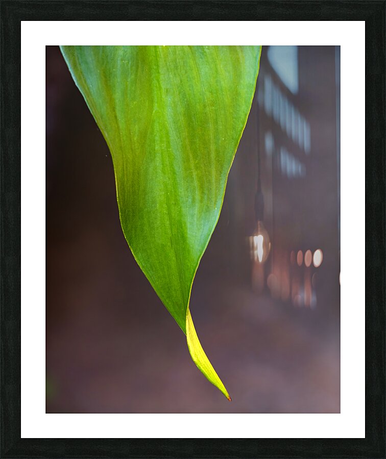 FlowersPlants 7 Picture Frame print