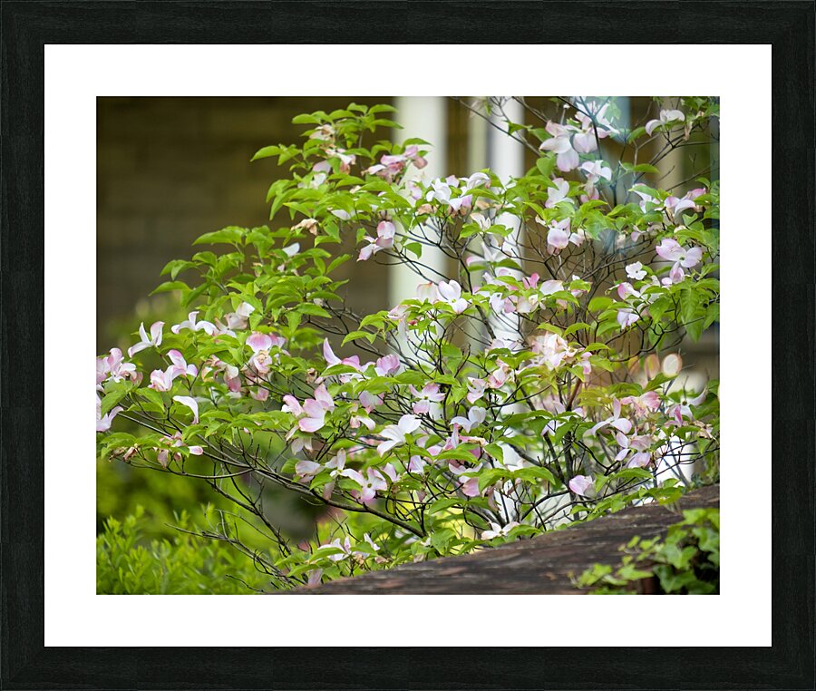 FlowersPlants 12 Picture Frame print