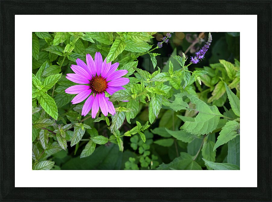 FlowersPlants 13 Picture Frame print