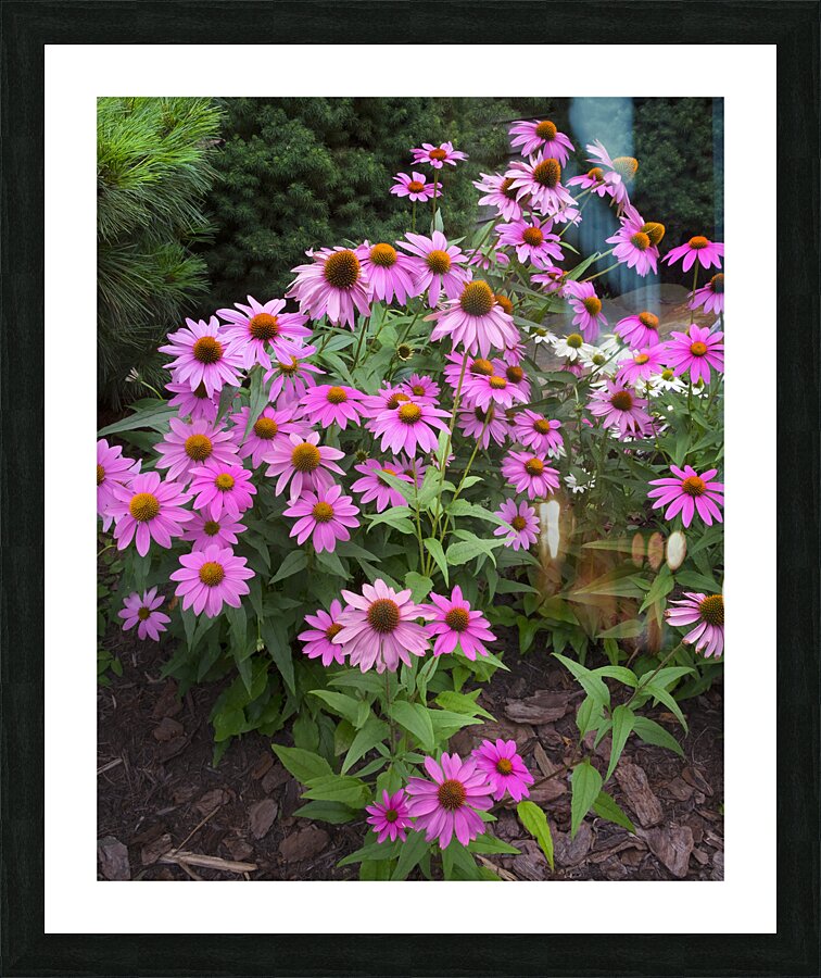 FlowersPlants 14 Picture Frame print