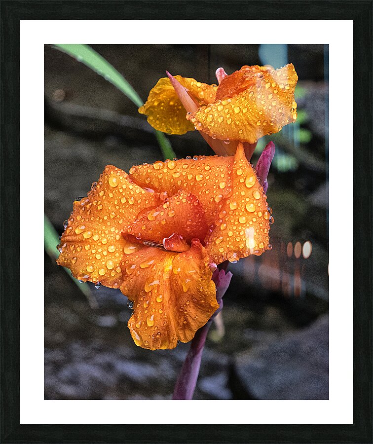 FlowersPlants 16 Picture Frame print
