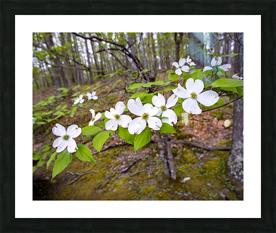 FlowersPlants 17 Picture Frame print