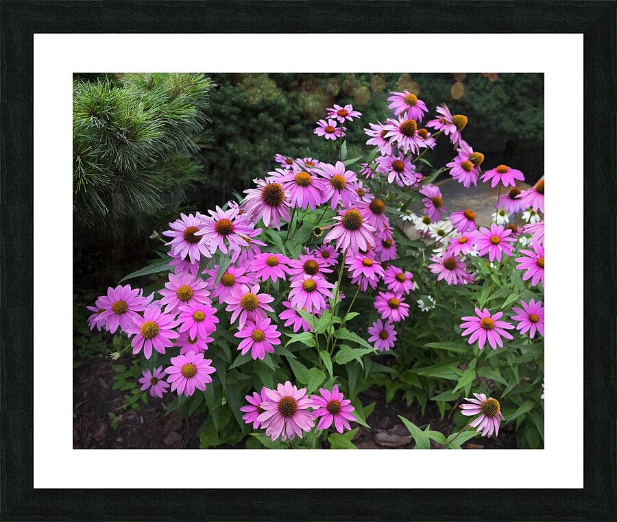 FlowersPlants 18 Picture Frame print
