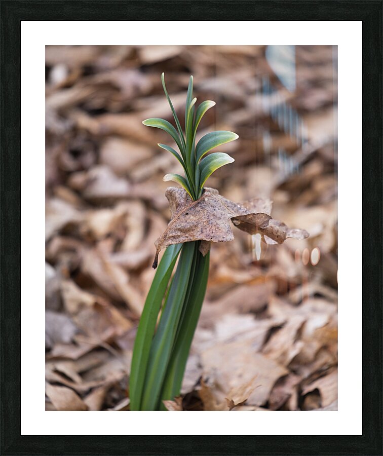 FlowersPlants 21 Picture Frame print