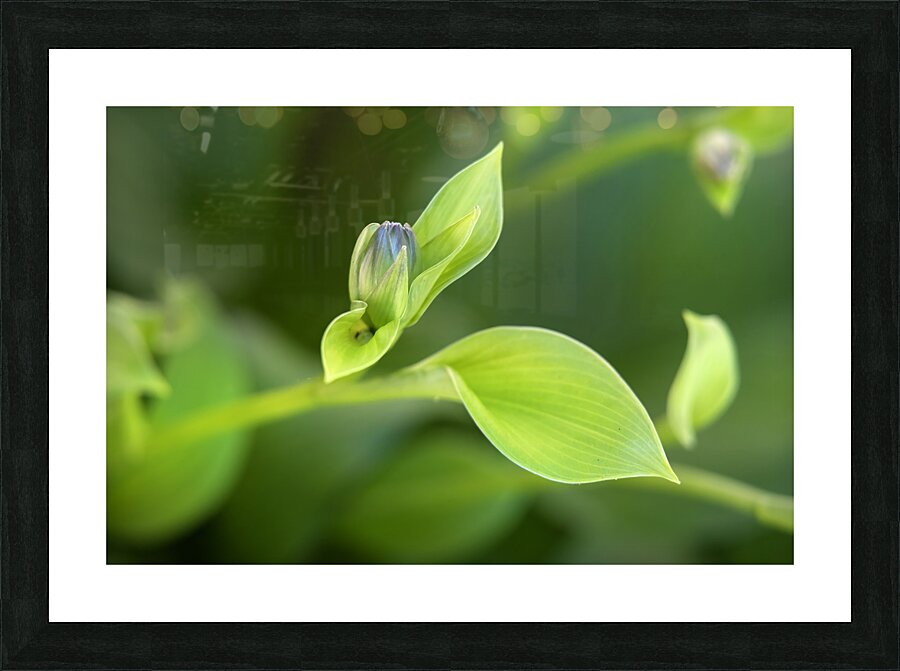 FlowersPlants 22 Picture Frame print