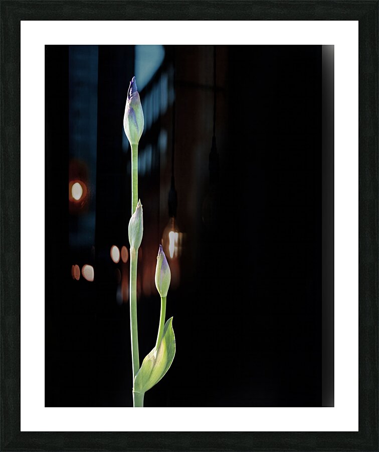 FlowersPlants 28 Picture Frame print