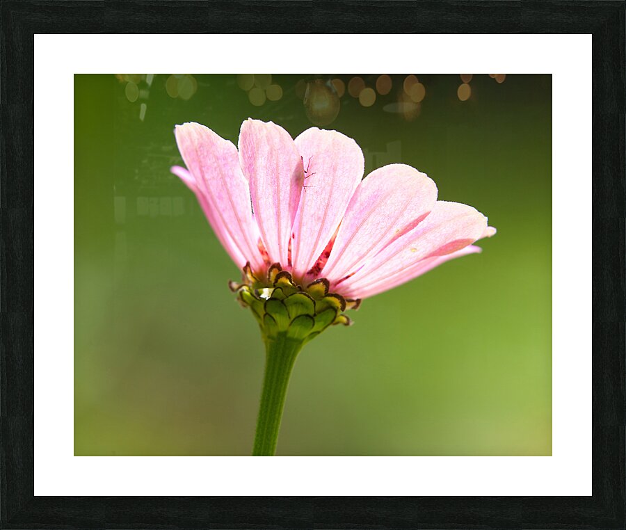 FlowersPlants 29 Picture Frame print